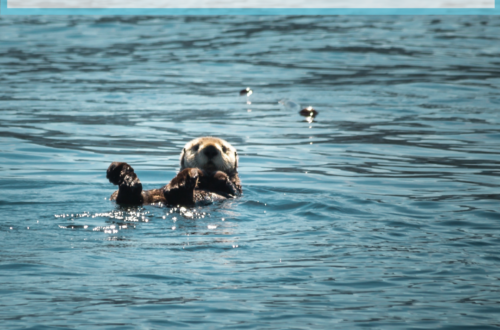 How to Dispose of Cat Litter... and why it matters to sea otters