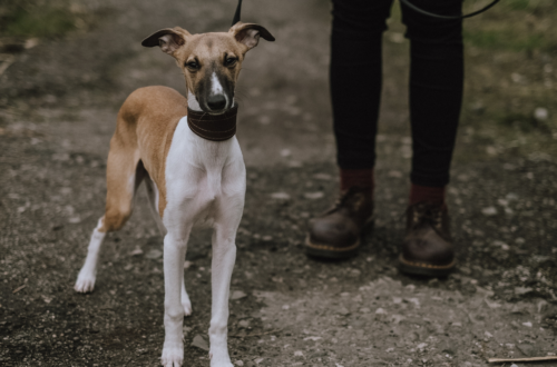 How to Dispose of Dog Poop the Green Way