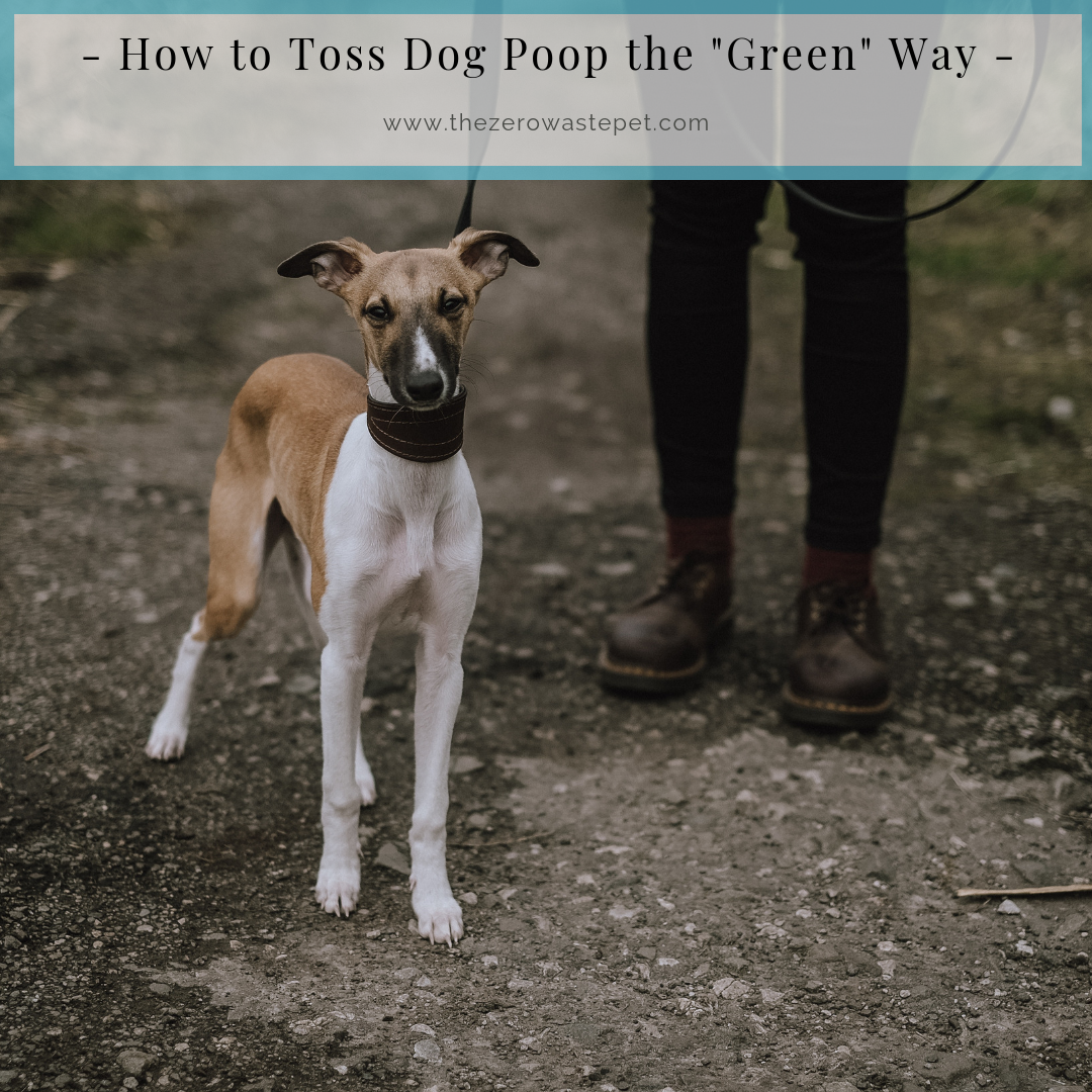 How to Dispose of Dog Poop the Green Way