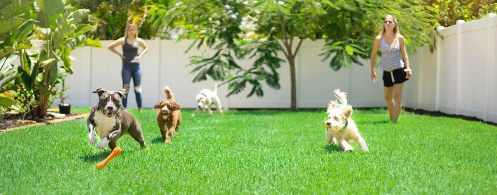 Four dogs chase an orange toy across a grassy yard. Two women stand behind watching the dogs play. 
